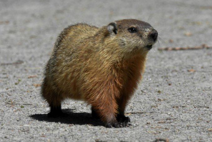 a woodchuck is walking on the ground