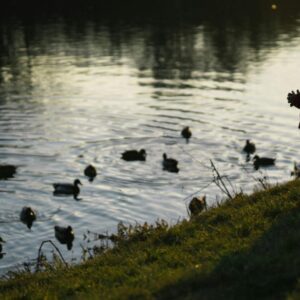 children is hunting waterfowl in the lake