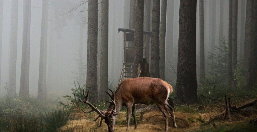 hunting area in Washington state