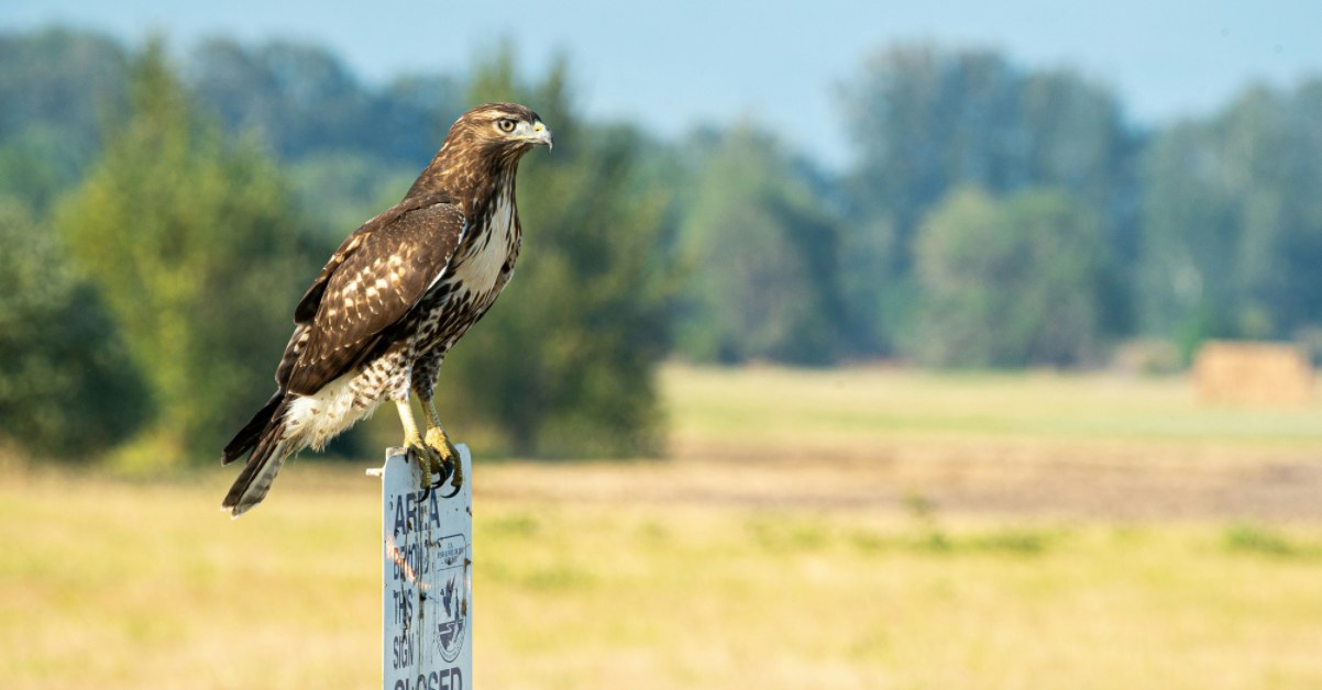 a Falconry bird