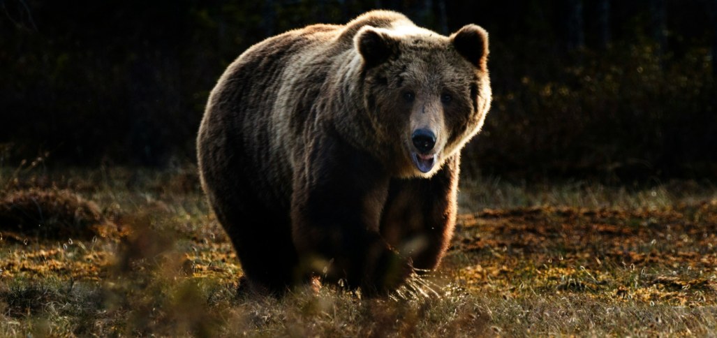 a bear is walking in the outdoors