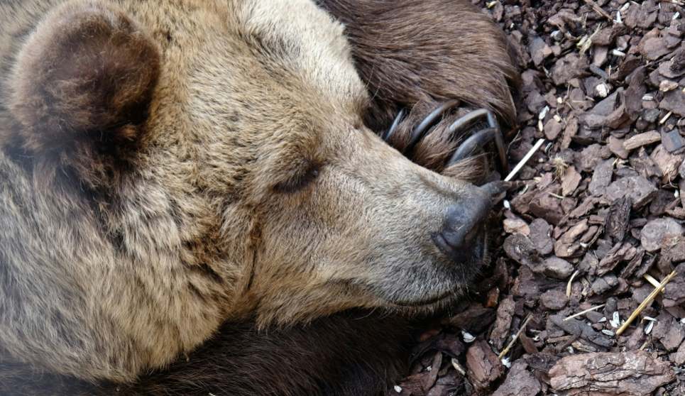 a bear on the ground