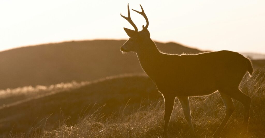 a deer standing in the rain