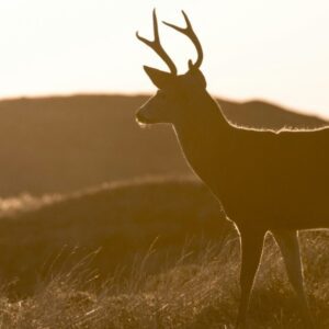 a deer standing in the rain