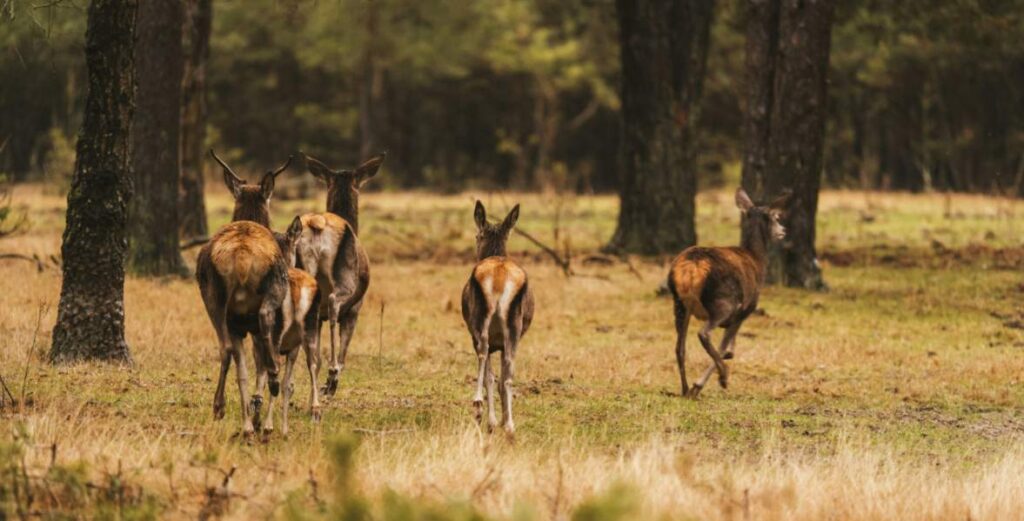 a few deer is walking in the hunting field