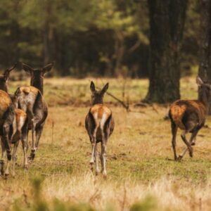 a few deer is walking in the hunting field