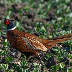 a pheasant is walking on the hunting field