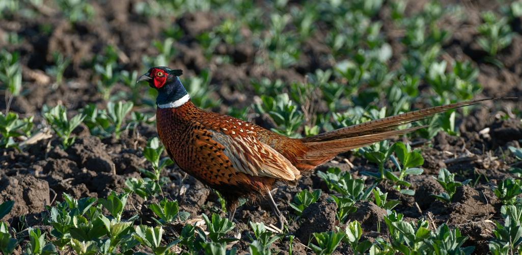 a pheasant is walking on the hunting field