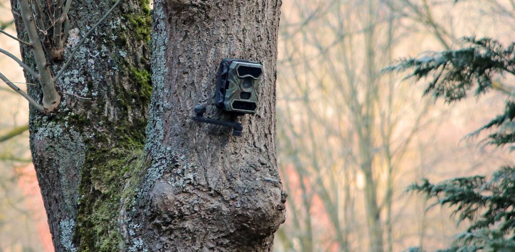 a trail camera is setting up on the tree