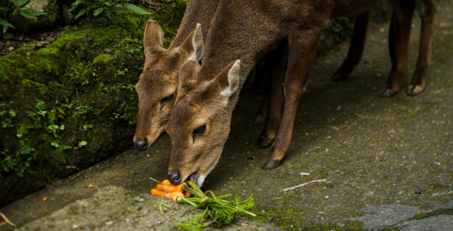 deer is eating carrots