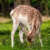 deer is eating walnuts on the ground