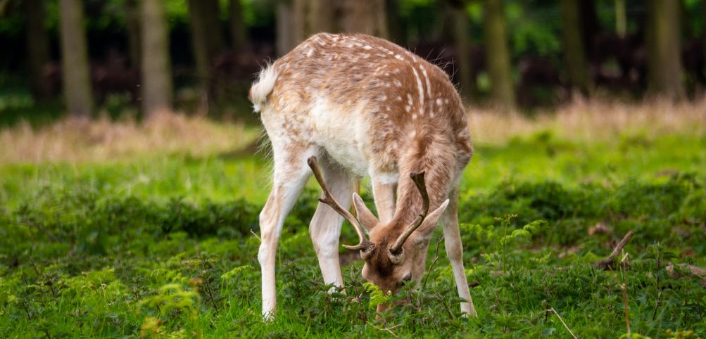 deer is eating walnuts on the ground