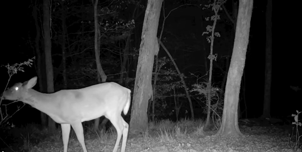 deer trail camera photo