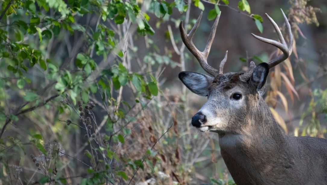 hunting a deer in the rain