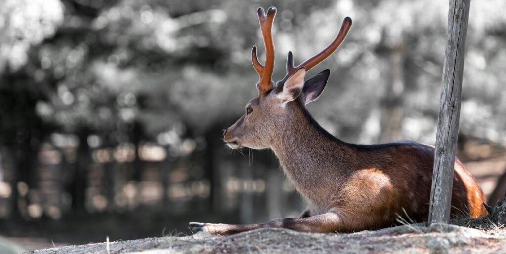 a deer on the ground