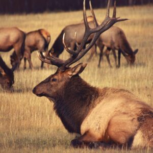 a lot of elk were resting on the ground