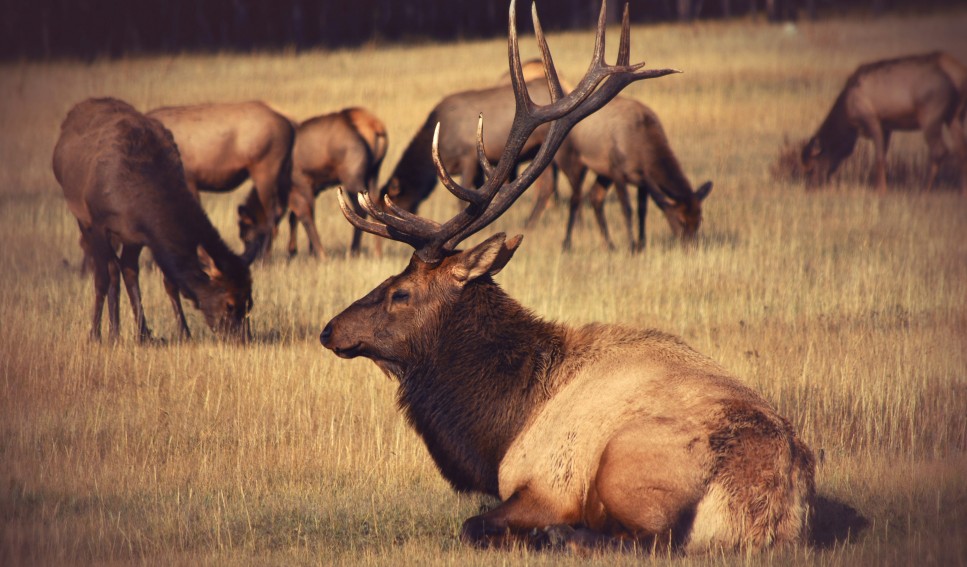 a lot of elk were resting on the ground