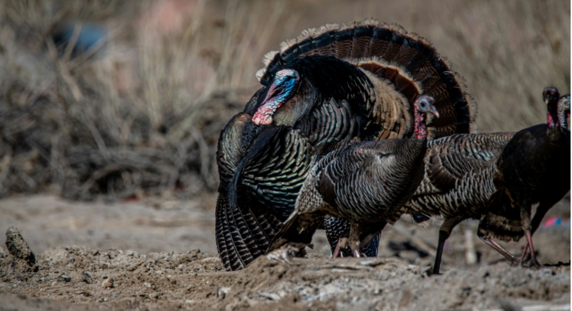 a turkey with blue color on the head