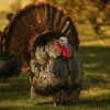 a turkey with different colors on the body and head