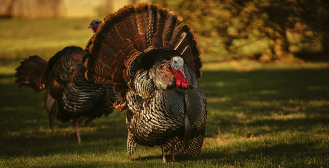 a turkey with different colors on the body and head