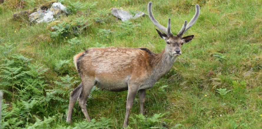 a young deer