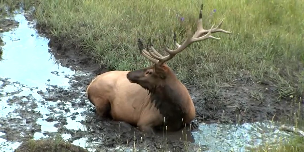 elk wallow in the mud