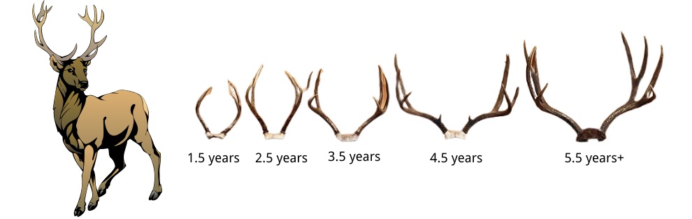 deer antler age chart