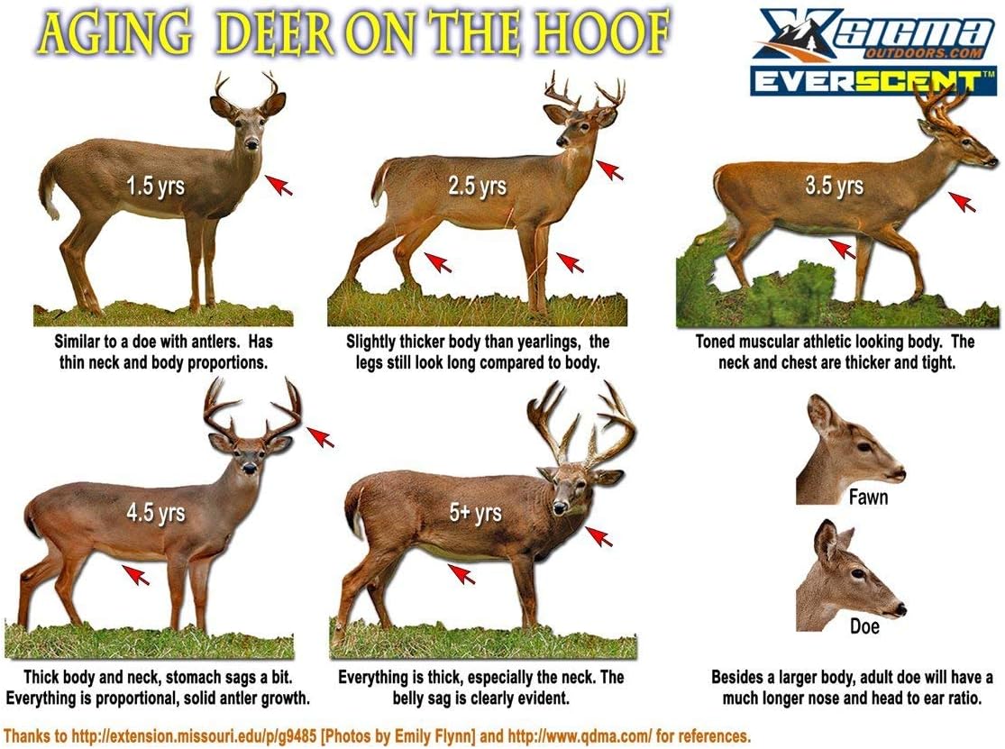 deer aging chart