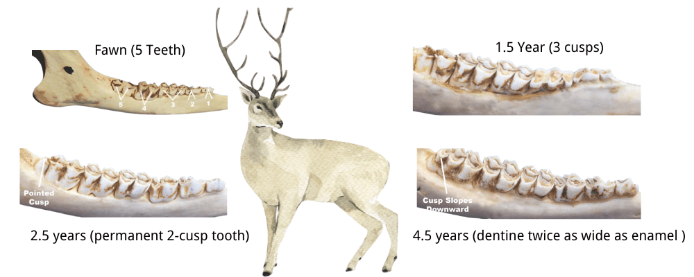 deer teeth aging chart