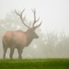 elk rutting in the forest