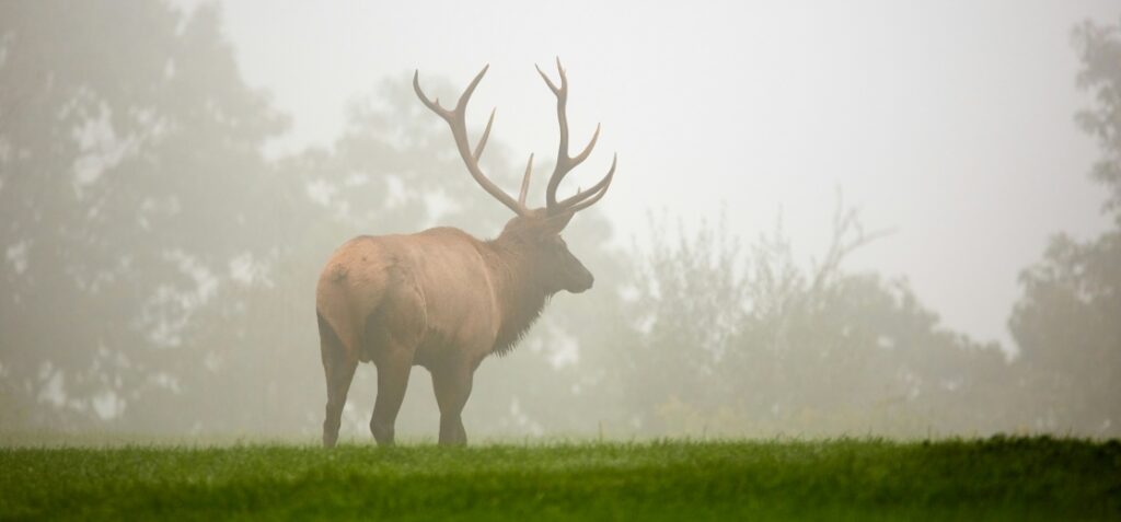 elk rutting in the forest