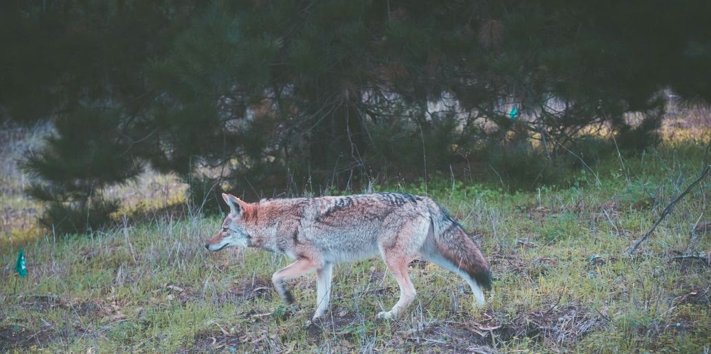 hunt a coyote at night