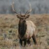 hunt an elk in wyoming