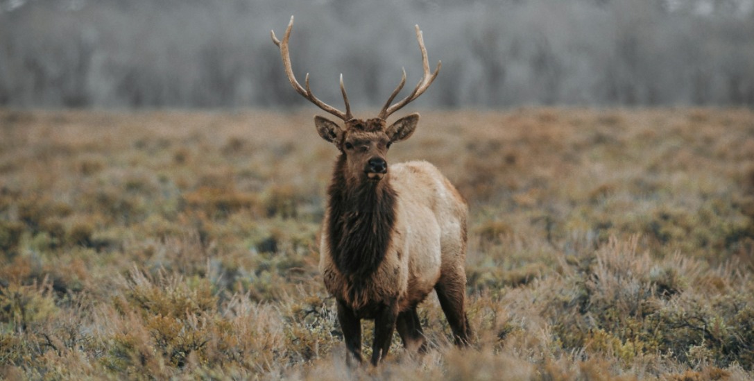 hunt an elk in wyoming