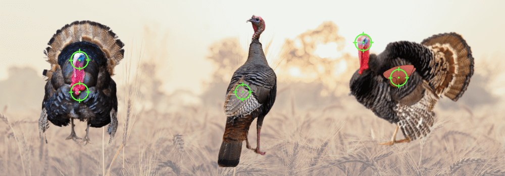 turkey shot placement