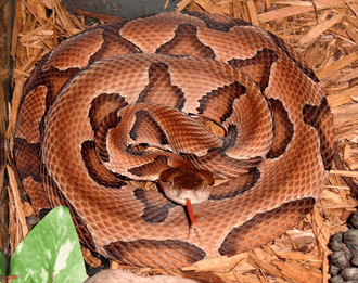 Copperhead snake