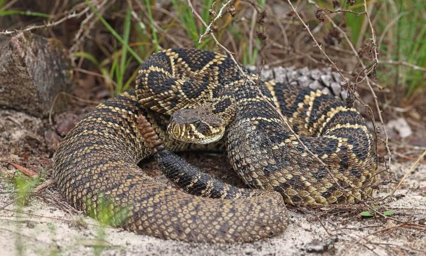 Eastern Diamondback Rattlesnake