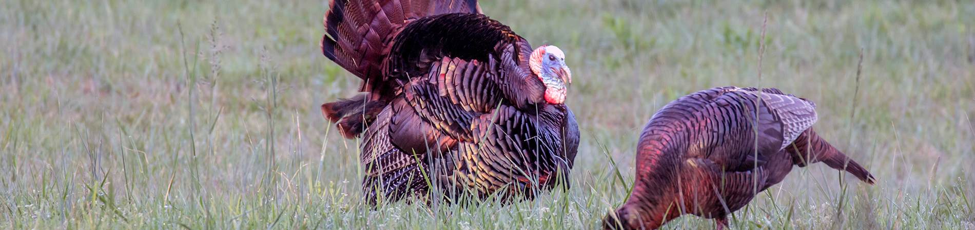 Eastern wild turkey