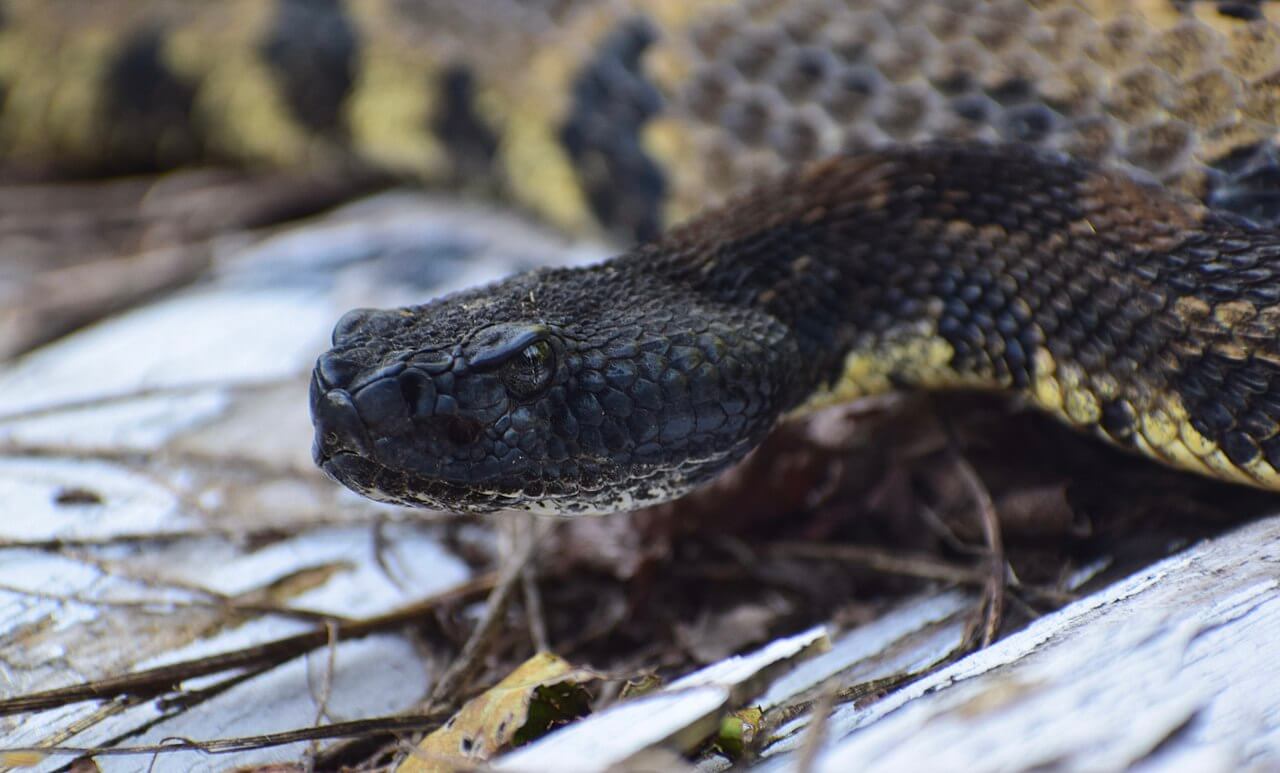 Timber Rattlesnake