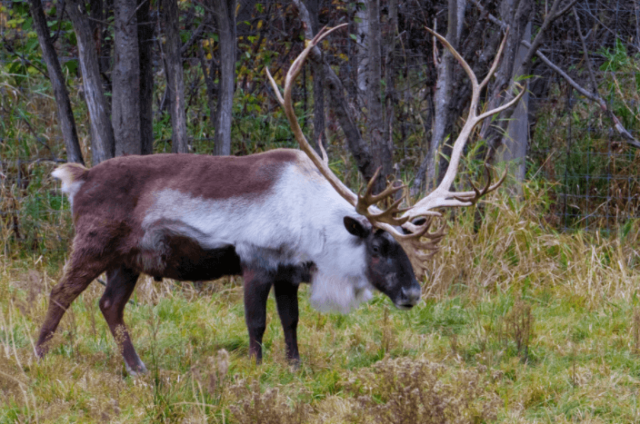 a Caribou