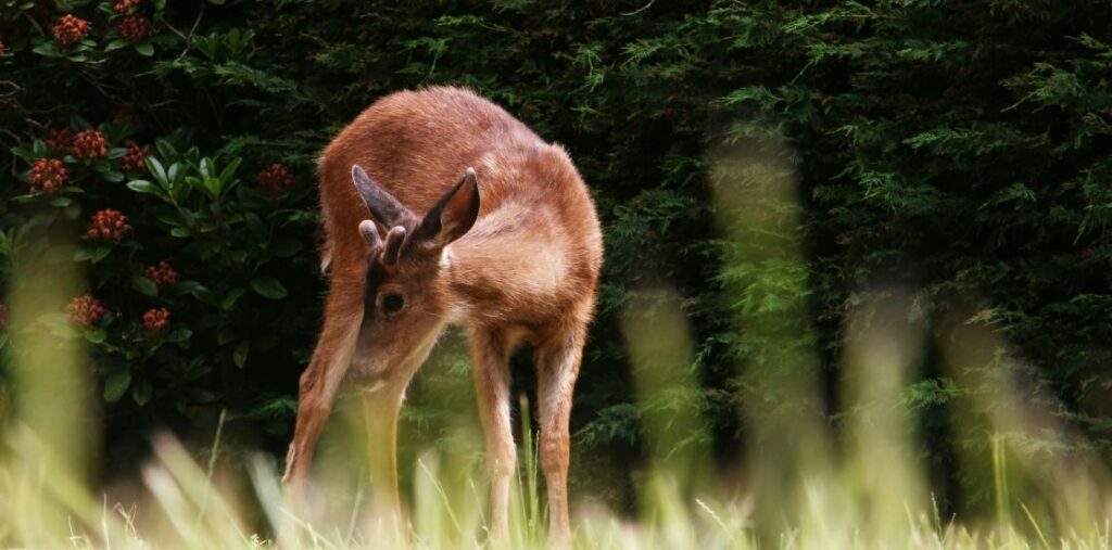 a deer is eating deer corn