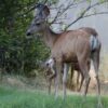 a deer on the road side