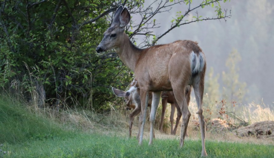 a deer on the road side