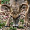 a deer sheds the antler velvet