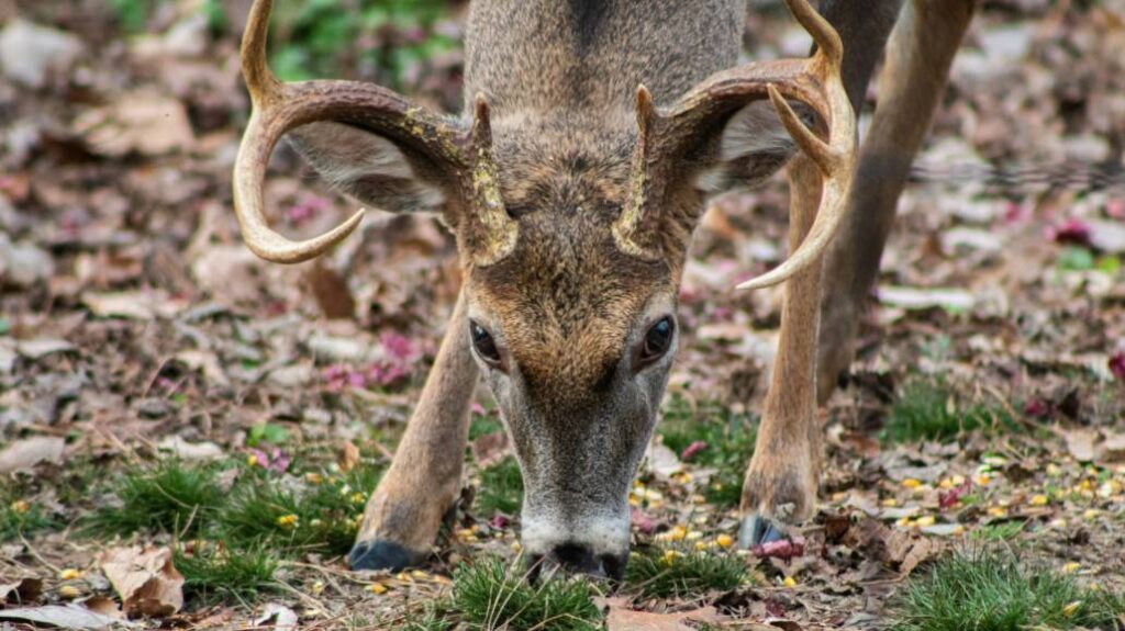 a deer sheds the antler velvet