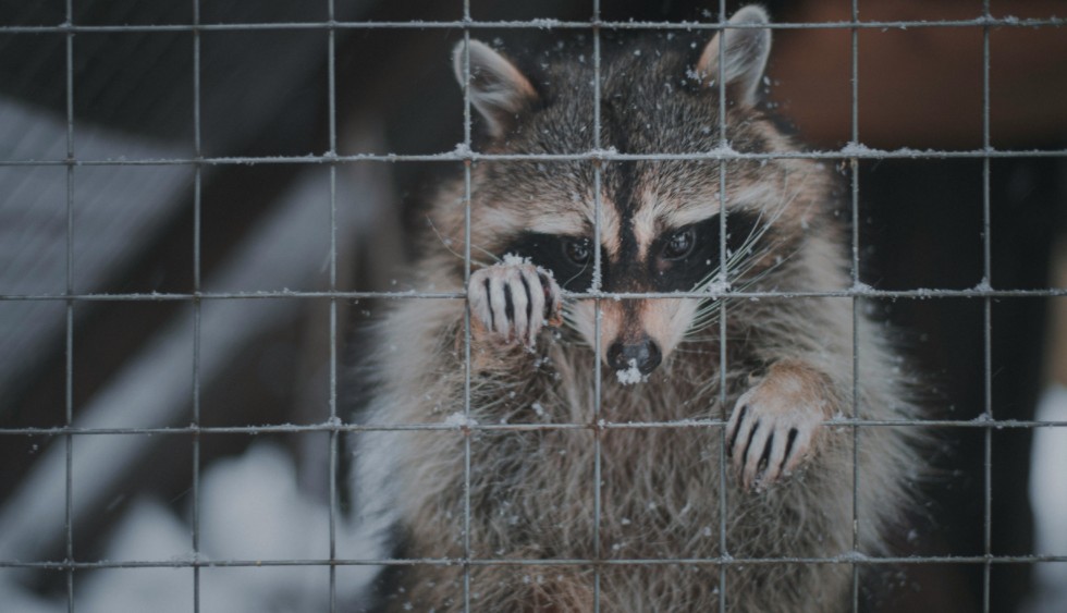 a raccoon is trapped in a cage