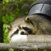 a raccoon is trying to enter a yard