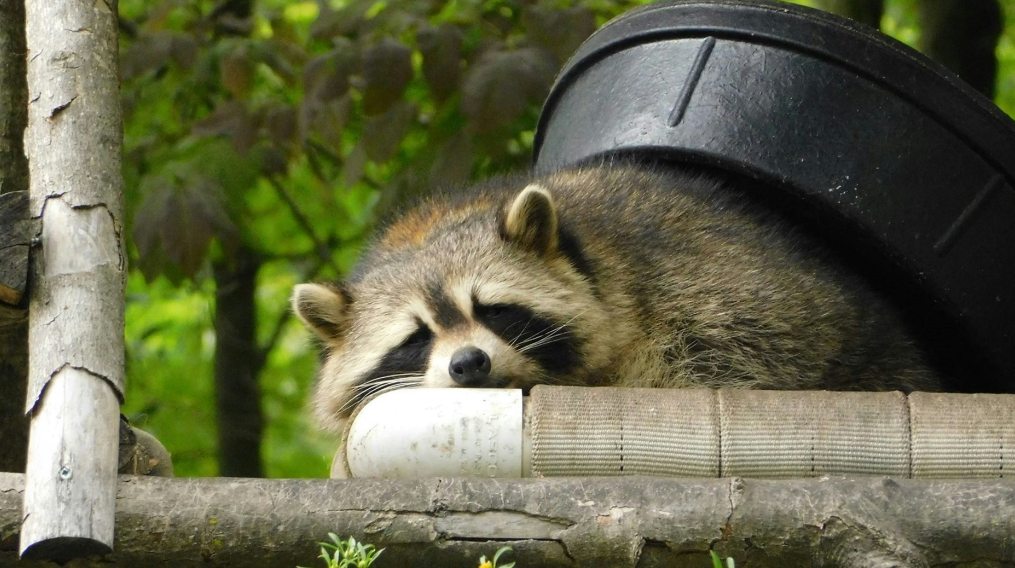 a raccoon is trying to enter a yard