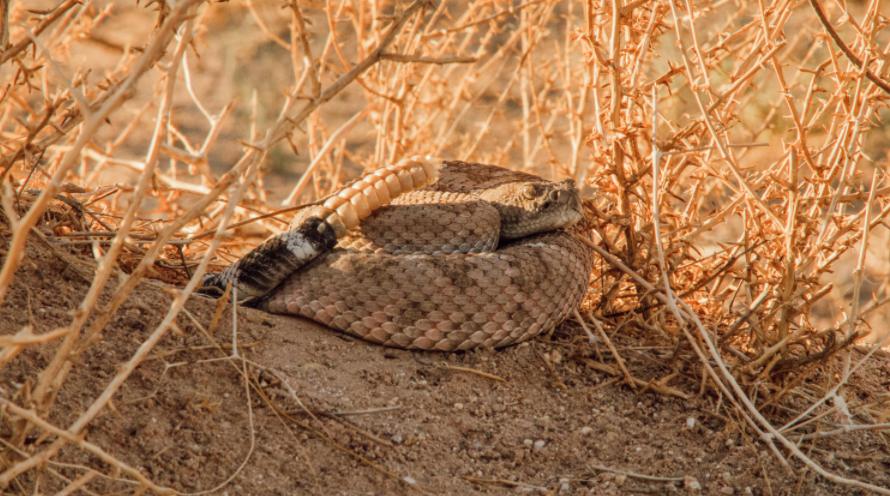 a rattlesnake on the ground