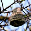 a wasp nest hanging on the tree